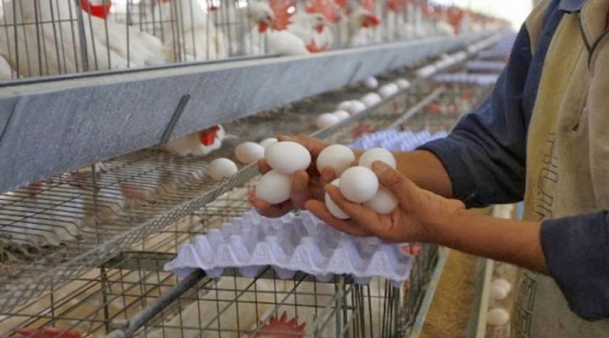 أسعار البيض إلى انخفاض.. مدير مؤسسة الدواجن : خسائر كبيرة في القطاع 