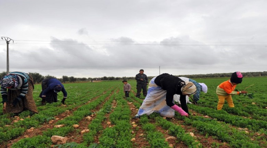 العقاد: الزراعة في سورية تتراجع بشكل كبير