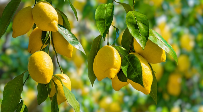 أهم فوائد ورق الليمون الصحية