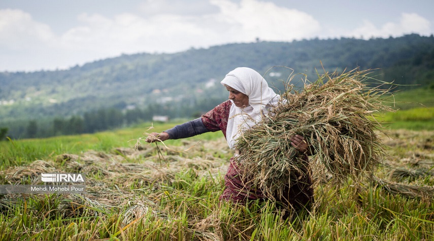 بالصور..  بدء موسم حصاد الأرز من مزارع مازندران شمال إيران
