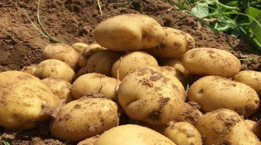 مدير السورية للتجارة بدمشق : البطاطا الحورانية متوافرة في صالاتنا بسعر منافس