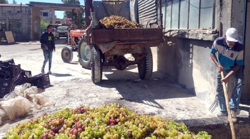 الشركة السورية لتصنيع العنب بالسويداء تستلم أكثر من 790 طناً