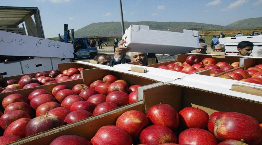 مصدر في السورية للتجارة: خطة لتسويق 4 آلاف طن تفاح