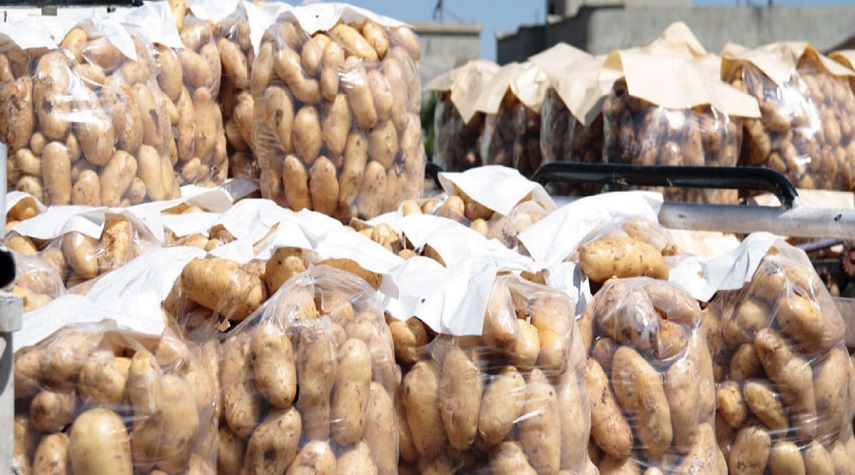 إيقاف تصدير البطاطا 25 يومياً.. العقاد: الإنتاج المحلي لا يكاد يكفي حاجة السوق المحلية