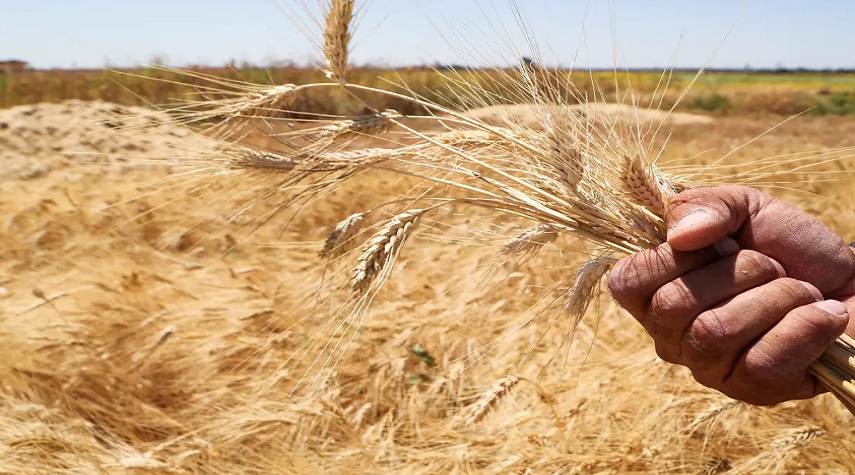 اتحاد الفلاحين: توقعنا سعراً أعلى لمادة القمح