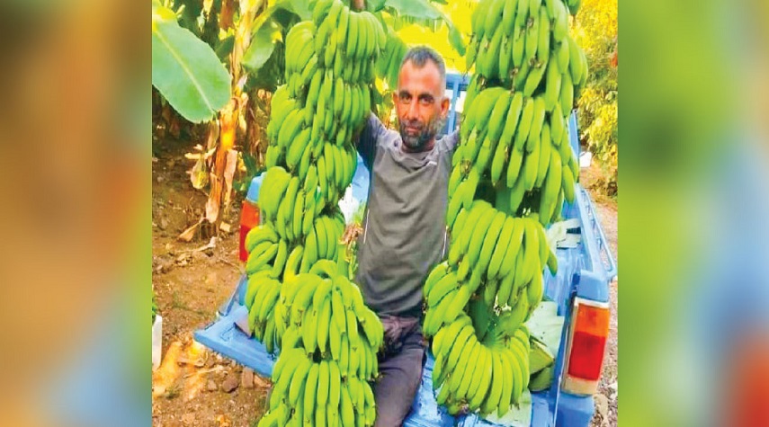 وزارة الاقتصاد: كميات الموز المنتجة محلياً قليلة ولا تغطي حاجة السوق المحلية