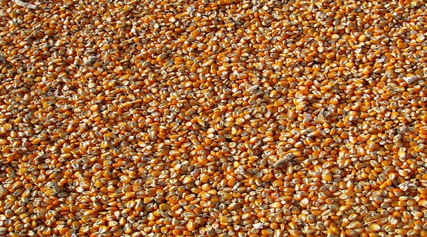 مدير عام الأعلاف: المزارعون راضون عن السعر الجديد لمادة الذرة الصفراء المحلية المجففة