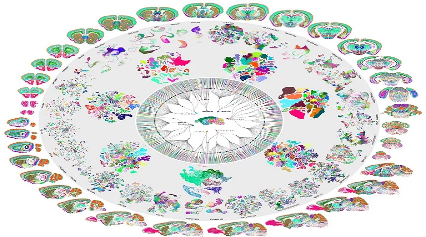 أول خريطة خلوية لدماغ الثدييات تكشف وجود 5300 نوع من الخلايا