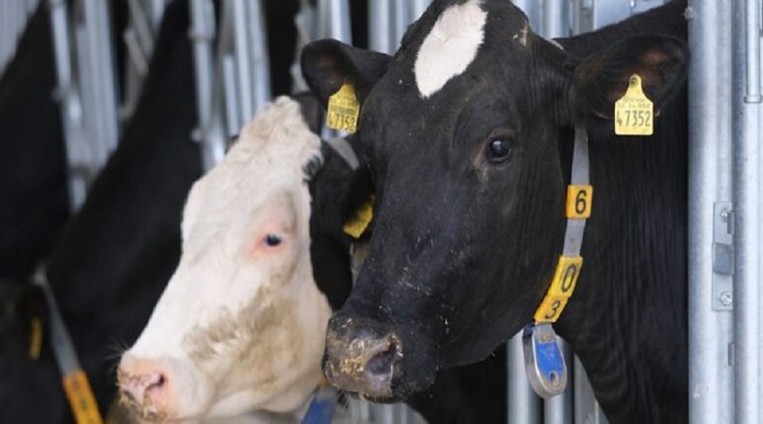 الصين تنجح في أول عملية استنساخ لسلالات من الأبقار
