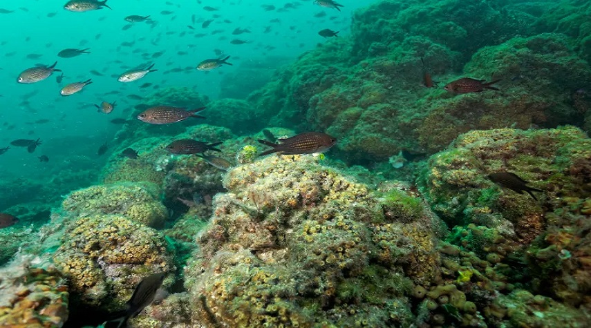 رصد تأثير الملوثات الصناعية في الشعاب المرجانية بالبحر المتوسط