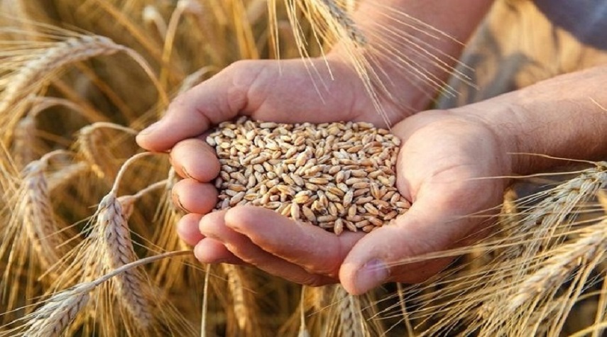 "الفلاحين": دراسة جديدة لتكاليف القمح من أجل تعديل الأسعار