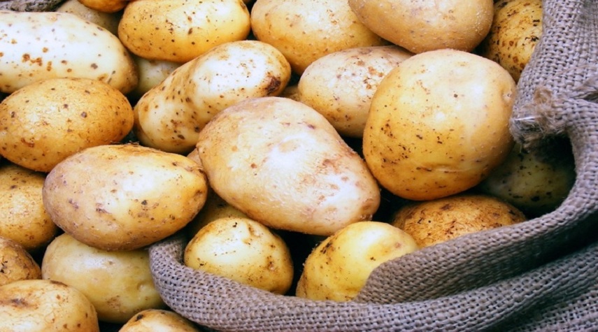 البطاطا المصرية قريباً إلى الأسواق السورية