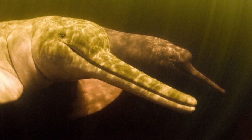 اكتشاف دلفين نهري عملاق في الأمازون