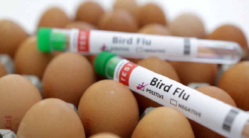 منظمة الصحة العالمية تحذر من انتشار "انلفونزا الطيور" بين البشر