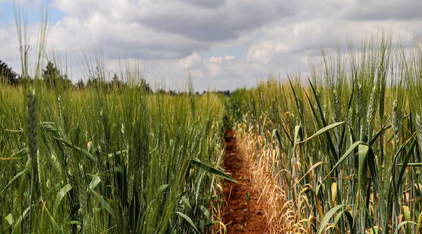 العاصفة رملية تهدد المحاصيل الاستراتيجية .. وإنتاج القمح مبشر للموسم الحالي