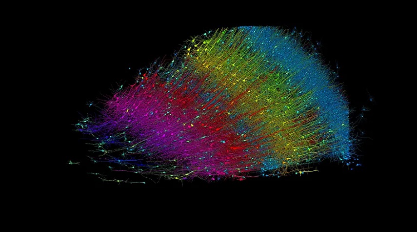 بتفاصيل غريبة.. خريطة للدماغ بحجم نصف حبة الأرز!