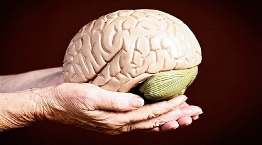 تطوير أول دماغ بشري صغير في العالم يعمل بكامل طاقته