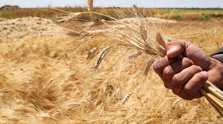 تحذيرات من أزمة غذاء قد تهدد الملايين في سورية وسط الجفاف ونقص القمح 