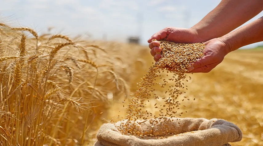 الزراعة تطلق مشروع “القرض الحسن” لدعم زراعة القمح في سورية