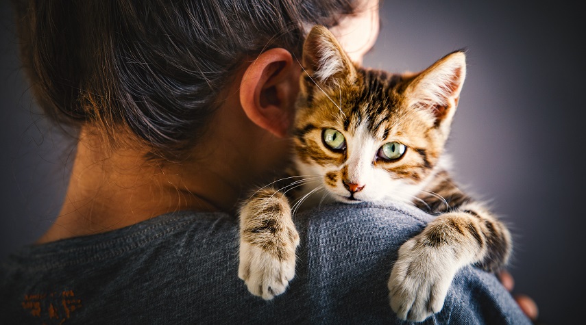 دراسة تثير جدلا.. تربية القطط تزيد احتمالات الاضطرابات النفسية